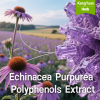 Echinacea Purpurea Polyphenols Extract | High-Activity Immune Booster - Kangyuan Herb 2 EchinaceaPurpureaPolyphenolsExtract 2025 05 2712 57 48