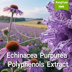 Echinacea Purpurea Polyphenols Extract | High-Activity Immune Booster - Kangyuan Herb