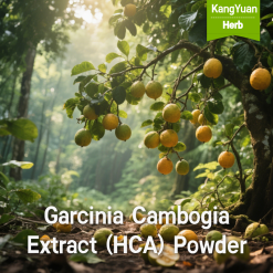 Garcinia Cambogia Extract (HCA) Powder | High Content Natural Weight Management Ingredient Supplier - Kangyuan Herb