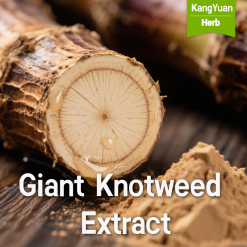 Giant Knotweed Extract (98% Resveratrol) Powder | High Purity Natural Antioxidant Ingredient Supplier - Kangyuan Herb