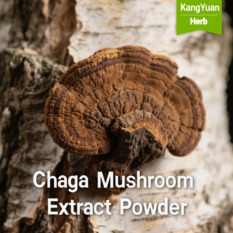 Unlocking the Potency: The Advanced Production Process of Organic Mushroom Extracts 1 ChagaMushroomExtractPowder 2025 05 2713 11 39