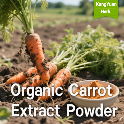 Organic Carrot Extract Powder - Professional Supplier | Kangyuan Herb