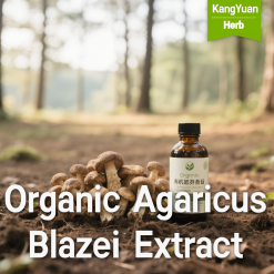 Organic Agaricus Blazei Extract | High Beta-Glucans Supplier - Kangyuan Herb