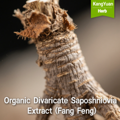 Organic Divaricate Saposhniovia Extract (Fang Feng) | TCM Ingredient Supplier - Kangyuan Herb