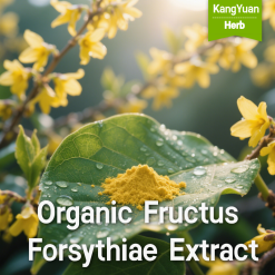 Organic Fructus Forsythiae Extract | Certified Clear Heat & Detox Supplier - Kangyuan Herb