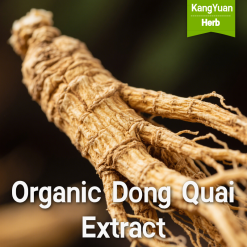 Organic Dong Quai Extract | Women's Health Ingredient Supplier - Kangyuan Herb