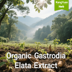 Organic Gastrodia Elata Extract | Natural Calming & Nootropic Ingredient Supplier - Kangyuan Herb