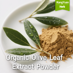 Organic Olive Leaf Extract Powder | High-Quality Supplier - Kangyuan Herb