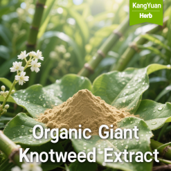 Organic Giant Knotweed Extract | High Resveratrol Content Supplier - Kangyuan Herb