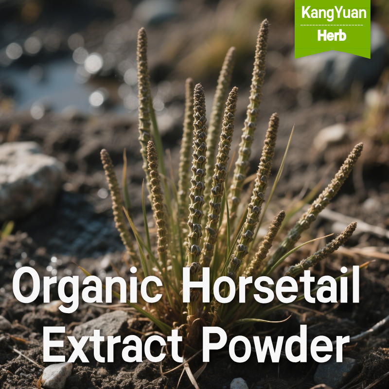 Organic Horsetail Extract Powder | Horsetail Extract Supplement Wholesale - Kangyuan Herb 2 OrganicHorsetailExtractPowder 2025 05 2221 18 33