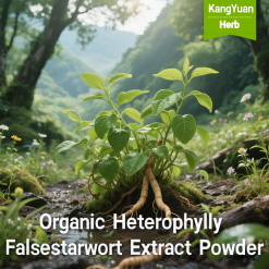 Organic Heterophylly Falsestarwort Extract Powder | Benefits & Uses