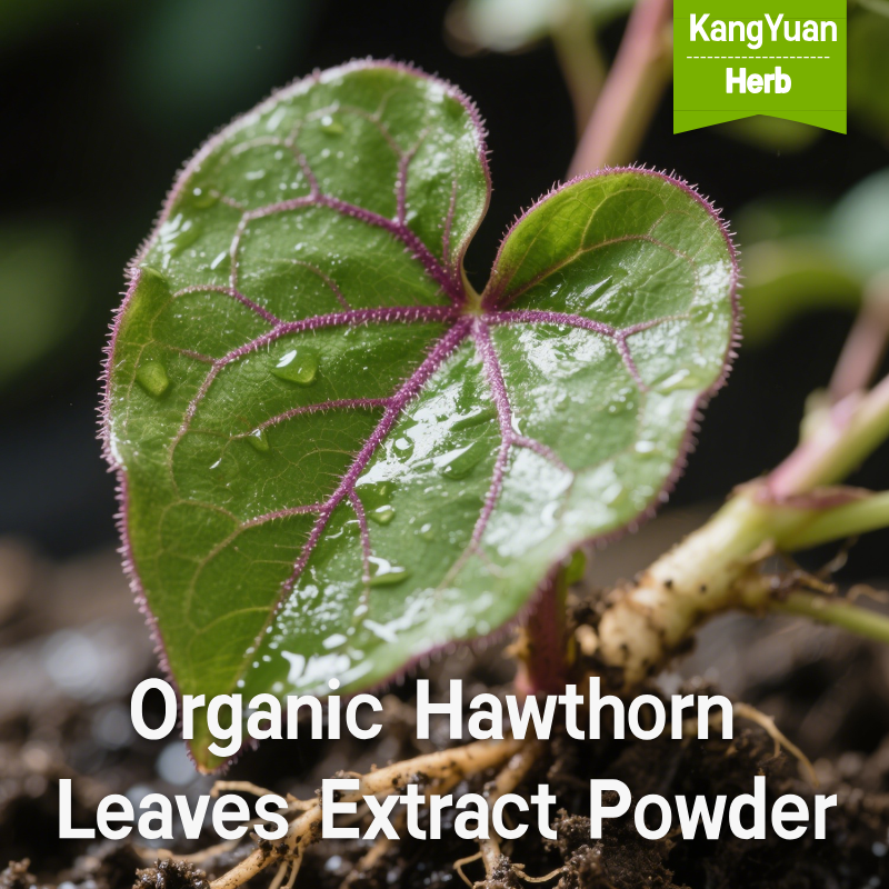 Organic Hawthorn Leaves Extract Powder | Kangyuan Herb Supplier 2 OrganicHawthornLeavesExtractPowder 2025 05 2302 34 06