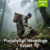Podophyllum Hexandrum Extract 1 PodophyllumHexandrumExtract 2025 05 2022 06 53