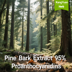 Pine Bark Extract 95% Proanthocyanidins
