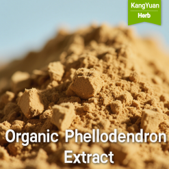 Organic Phellodendron Extract | High Berberine Content Supplier - Kangyuan Herb