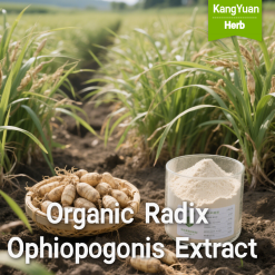 Organic Radix Ophiopogonis Extract Powder | Kangyuan Herb