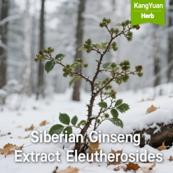 Siberian Ginseng Extract Eleutherosides