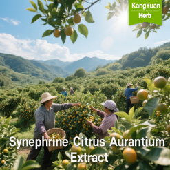 Synephrine Citrus Aurantium Extract