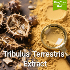 Tribulus Terrestris Extract | High Saponins Natural Male Health Ingredient Supplier - Kangyuan Herb