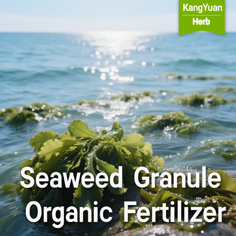Seaweed Granule Organic Fertilizer | Bulk Agricultural Fertilizer Supplier - Kangyuan Herb 1 SeaweedGranuleOrganicFertilizer 2025 05 2115 29 54