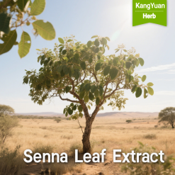 Senna Leaf Extract | High Sennosides Natural Ingredient Supplier - Kangyuan Herb