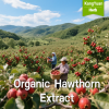 Organic Hawthorn Extract | High Flavonoids & Proanthocyanidins Supplier - Kangyuan Herb 1 OrganicHawthornExtract 2025 05 2302 25 14