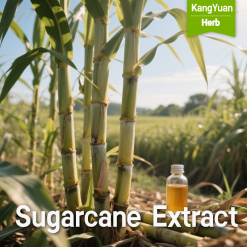 Sugarcane Extract | High Policosanol Content Supplier - Kangyuan Herb