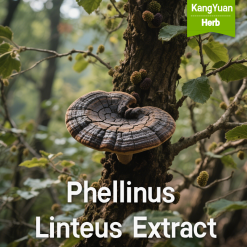 Bulk Organic Plant Extracts & Natural Ingredients Supplier | Kangyuan Herb 6 Phellinus Linteus (Sang Huang) Extract | Medicinal Mushroom Ingredient Supplier - Kangyuan Herb
