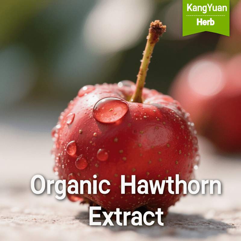 Organic Hawthorn Extract | High Flavonoids & Proanthocyanidins Supplier - Kangyuan Herb 3 OrganicHawthornExtract 2025 05 2302 16 53