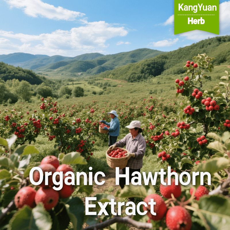 Organic Hawthorn Fruit Extract | Cardiovascular Health Ingredient Supplier - Kangyuan Herb 2 OrganicHawthornExtract 2025 05 2302 25 14